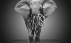 elephant-octopus